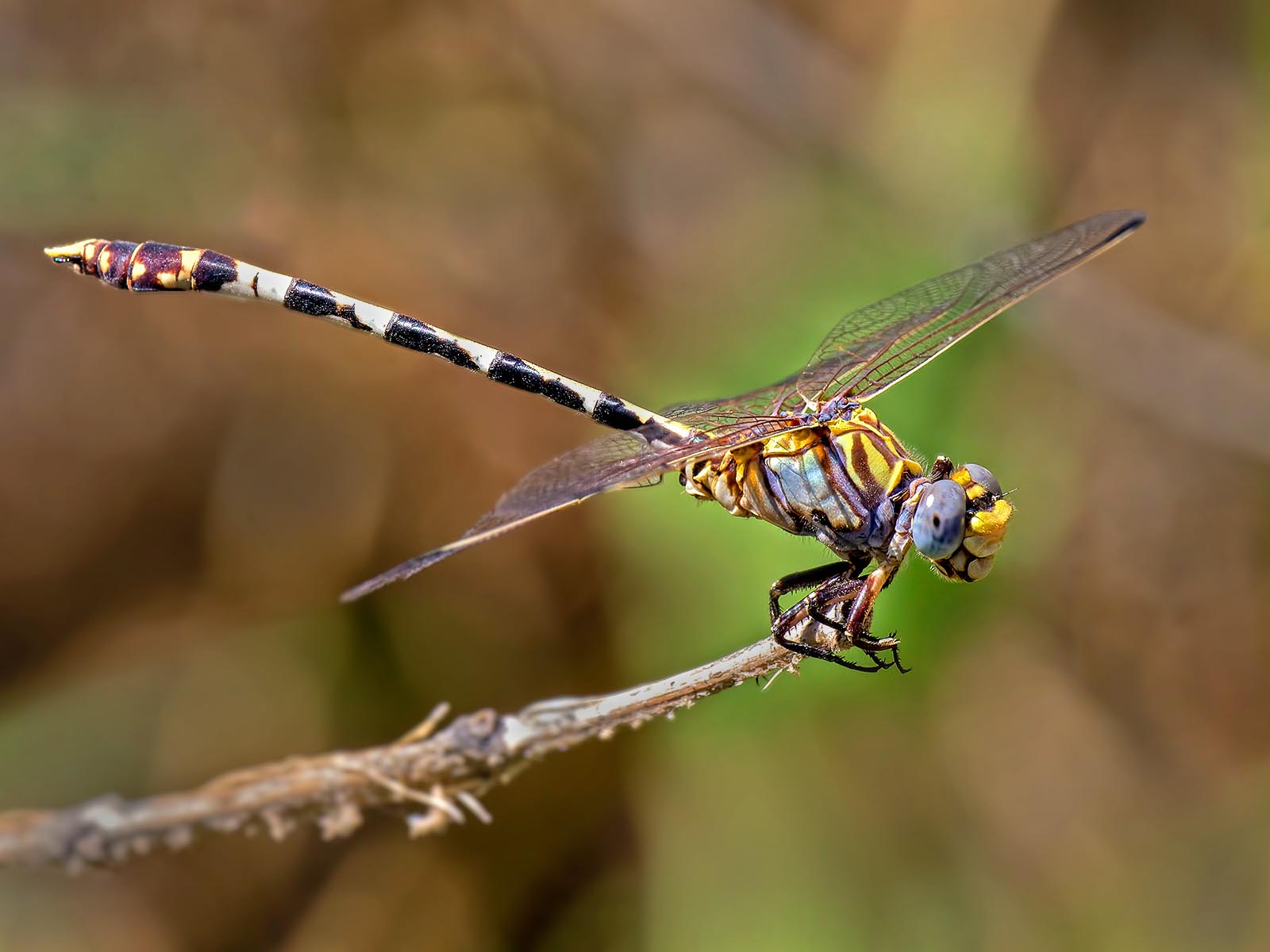 Checkered Setwing, female