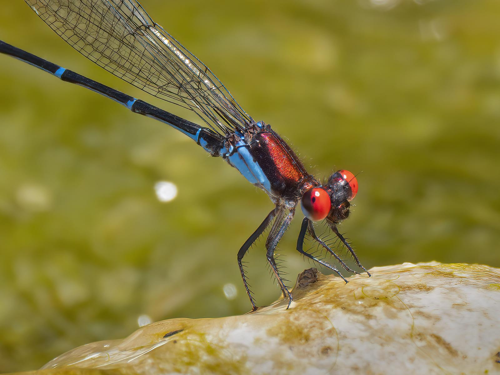 Checkered Setwing, female