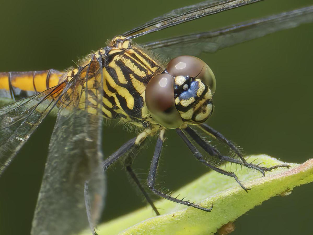 Seaside Dragonlet, female