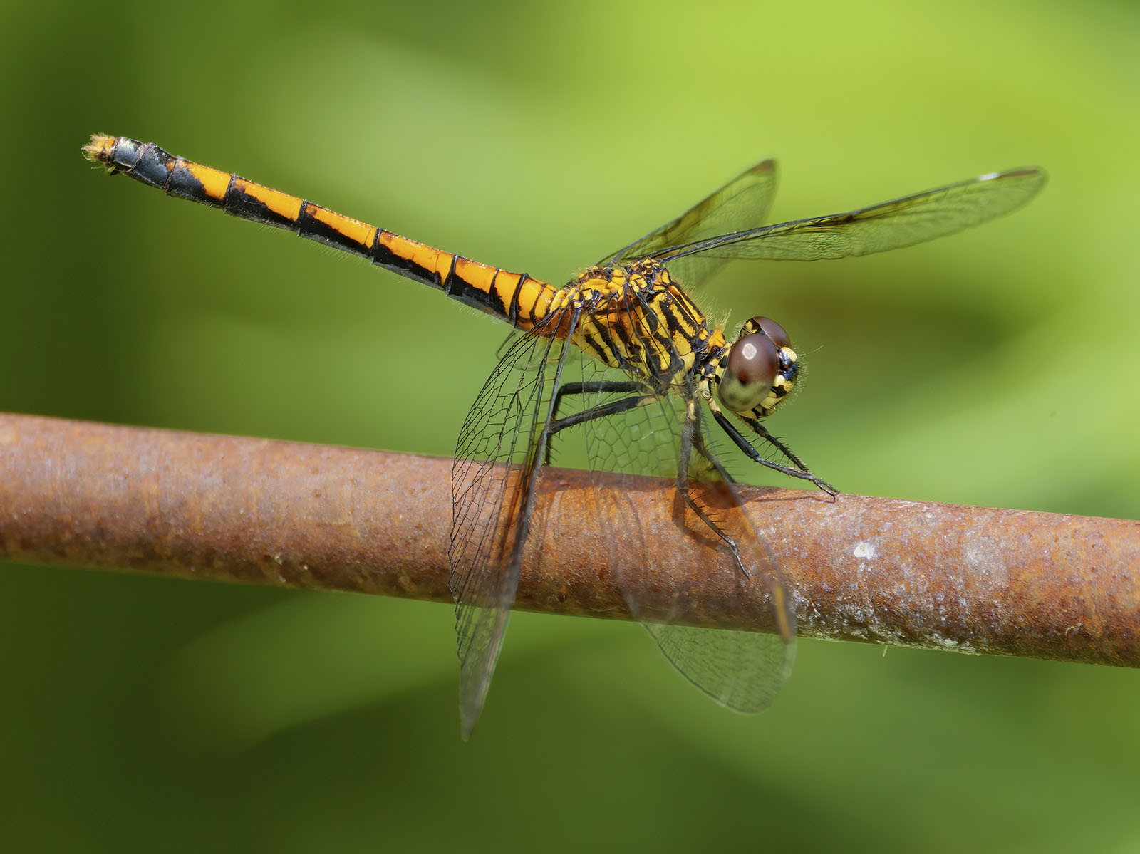 Seaside Dragonlet, female