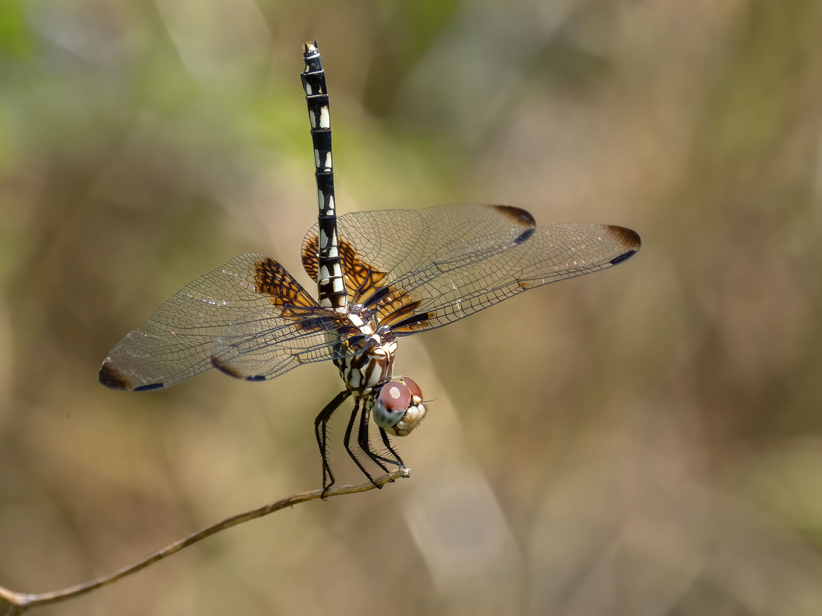 Checkered Setwing, female